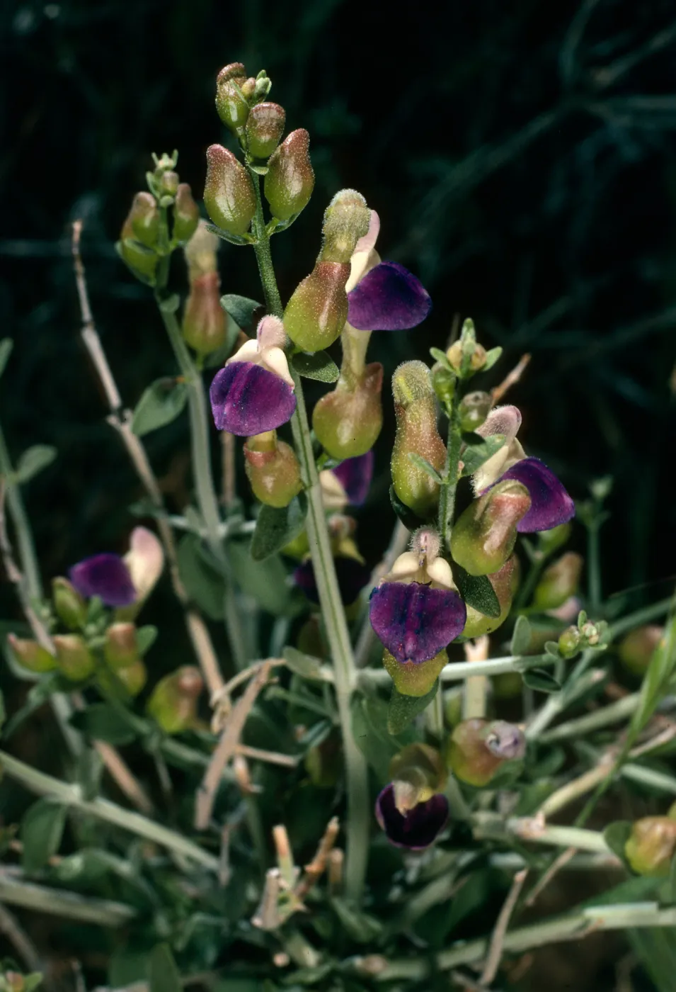 Salazaria mexicana, Near Walker Pass