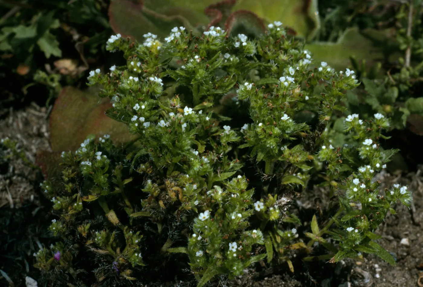 Cryptantha maritima, Signal Peak
