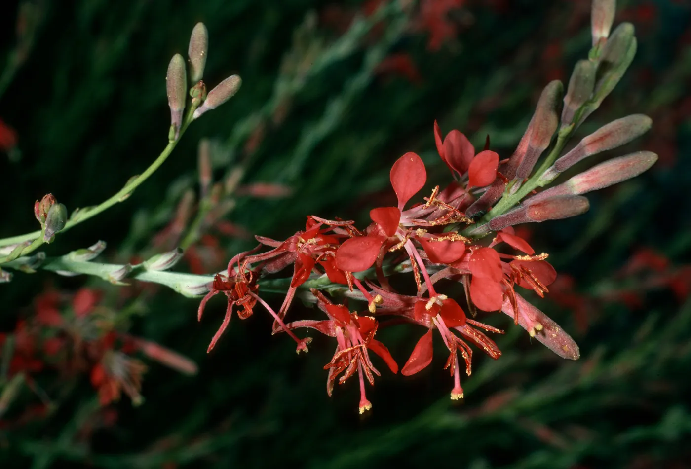 Gaura coccinea, Vulcan Mine, Providence Mountains