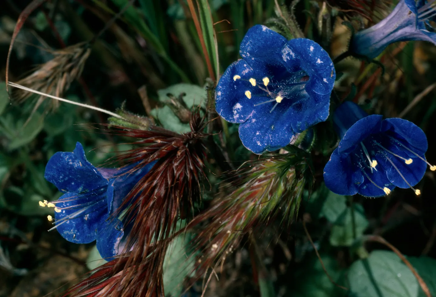 Phacelia campanularia, Providence Mountains