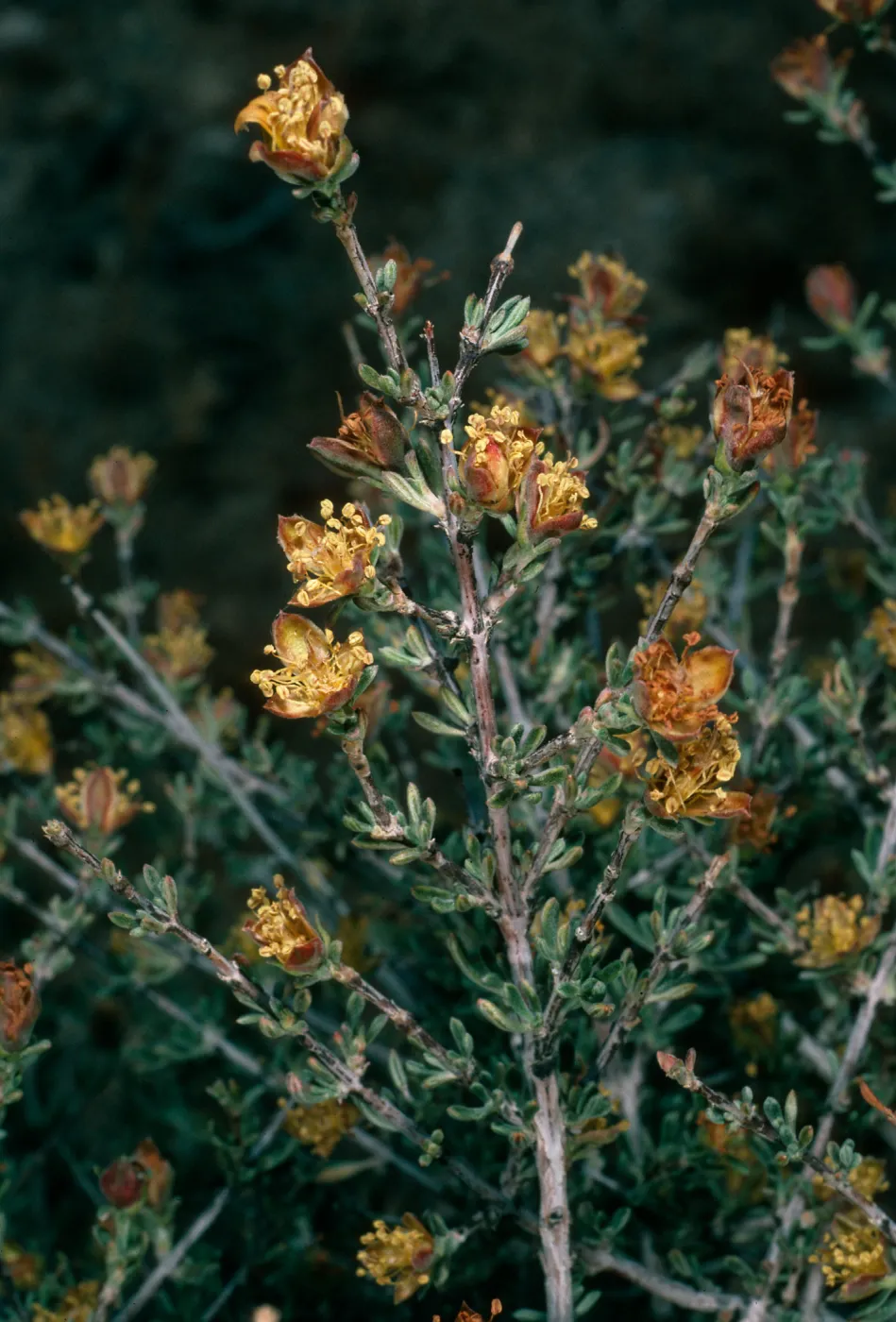 Coleogyne ramosissima, Granite Pass, Providence Mountains