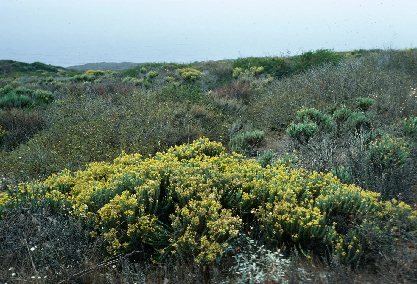 Haplopappus ericoides, Montaña de Oro