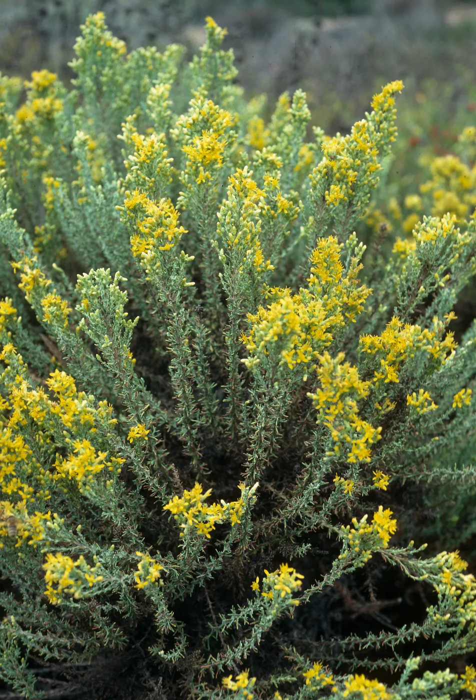 Haplopappus ericoides, Pecho Valley Road, Montaña de Oro