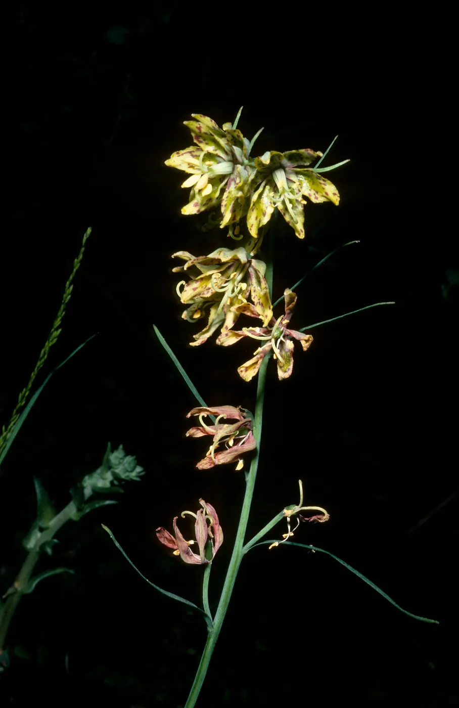 Fritillaria ojaiensis, Nineteen Oaks Trail