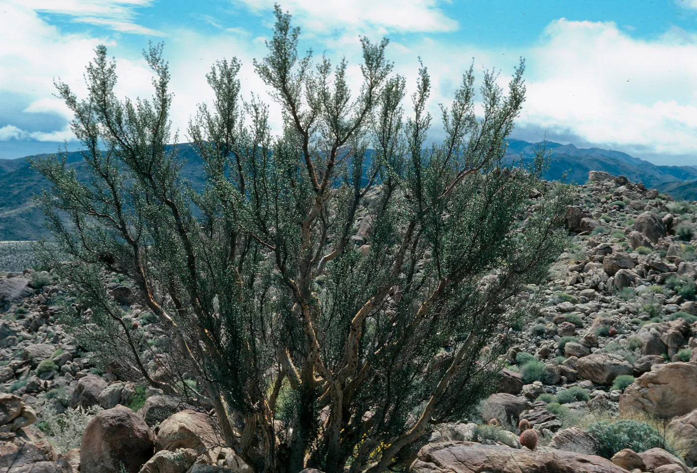 Bursera microphylla, Torote Bowl Mountain, Palm Canyon, Anza Borrego