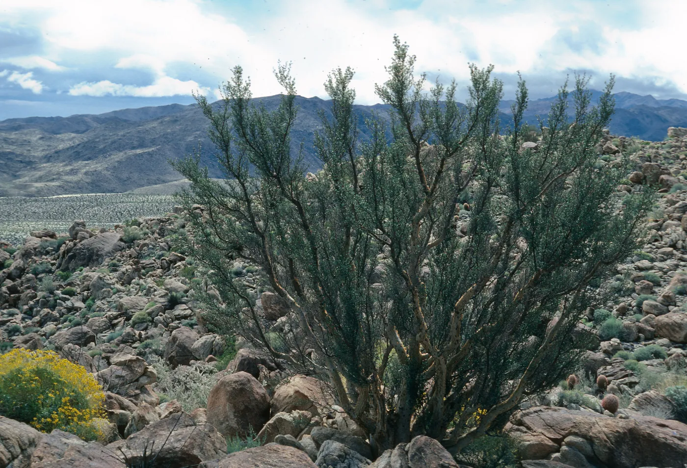 Bursera microphylla, Torote Bowl Mountain, Palm Canyon, Anza Borrego