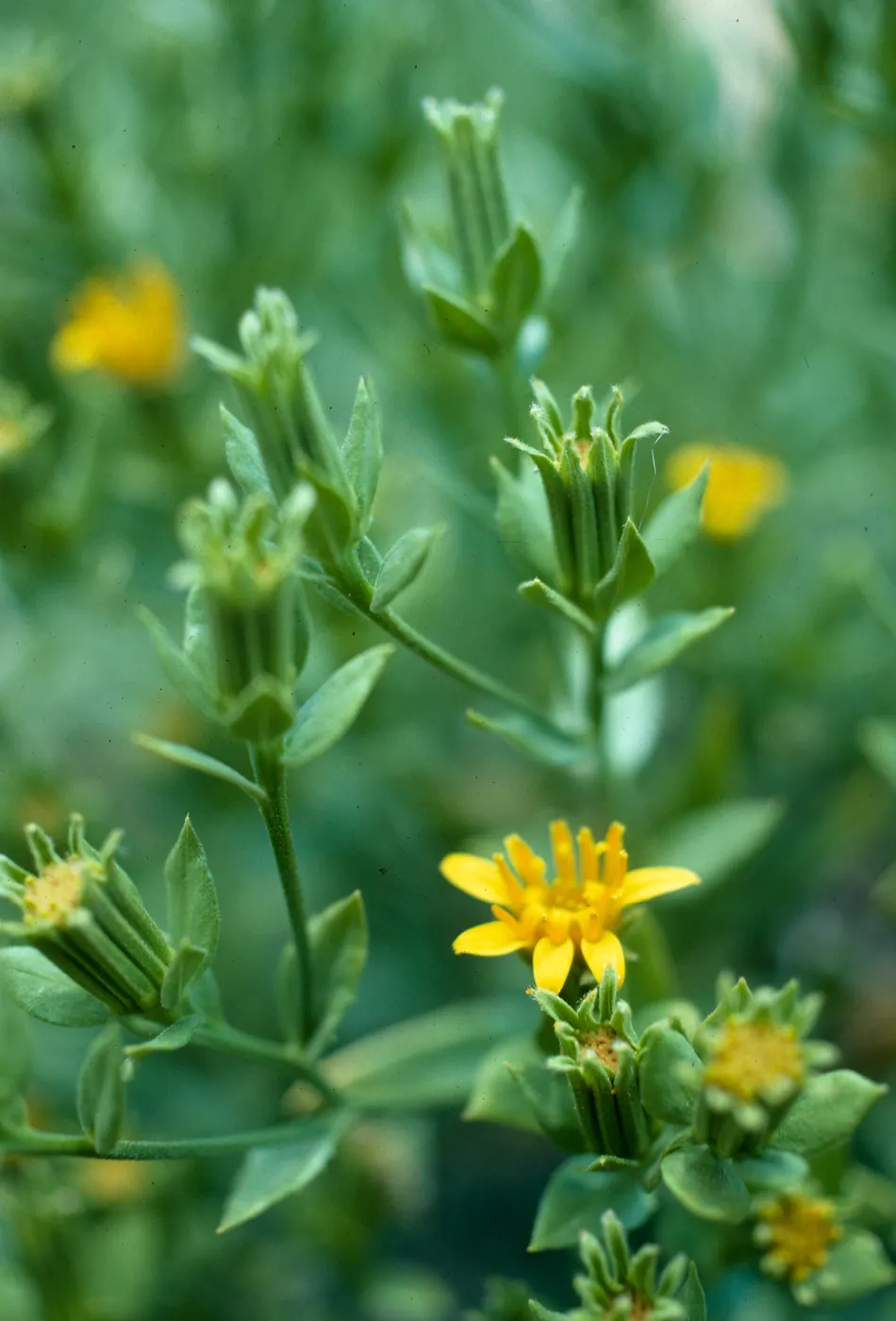 Trixis californica, Anza Borrego