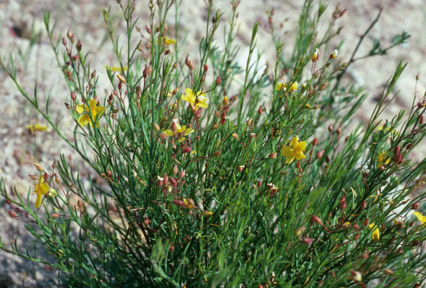 Helianthemum scoparium, Toro Canyon County Park
