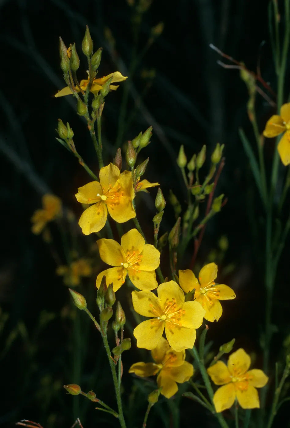 Helianthemum scoparium, Jesusita Trail