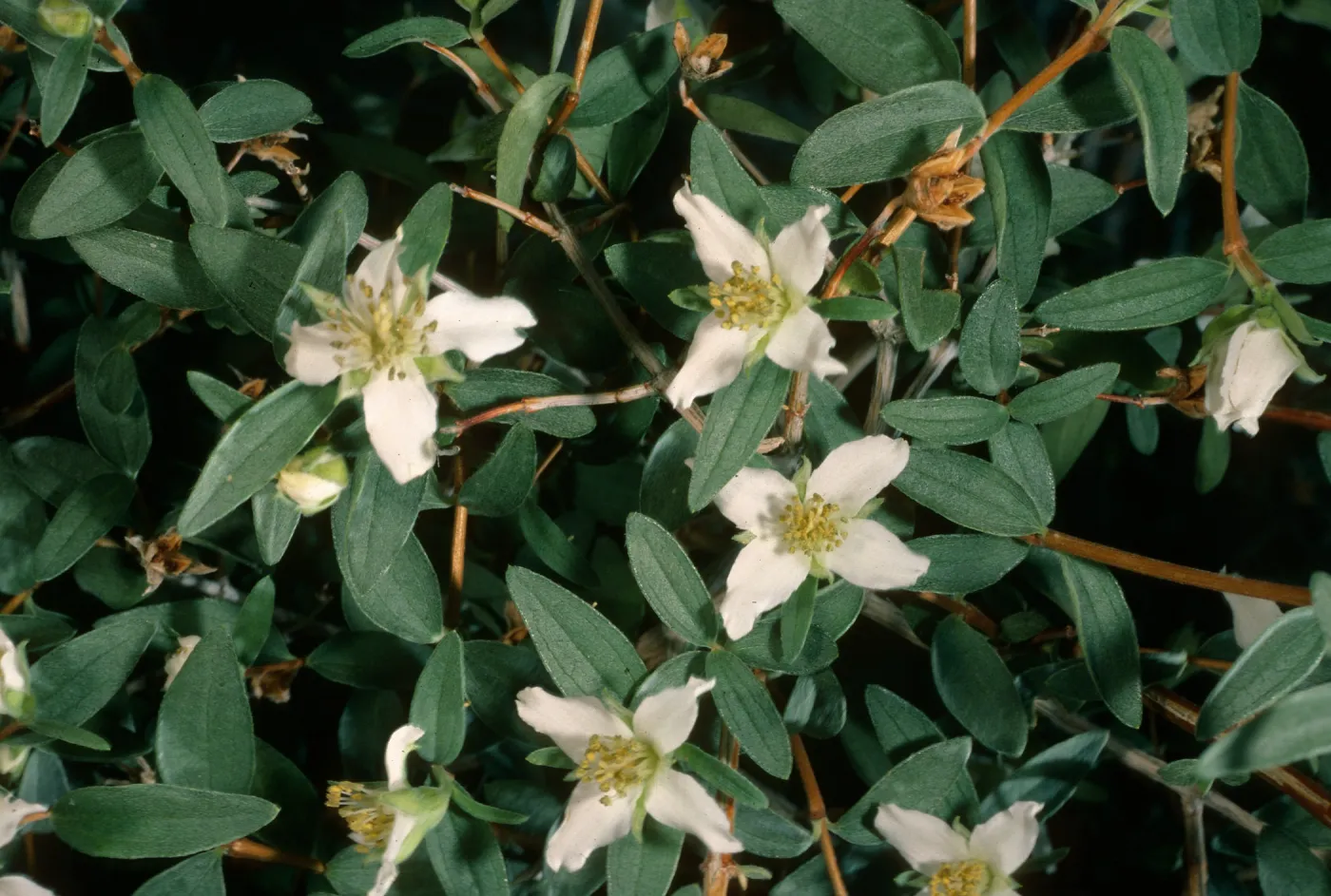 Philadelphus microphyllus, Wyman Canyon, White Mountains