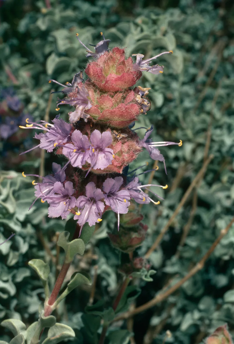 Salvia (Sage) dorrii