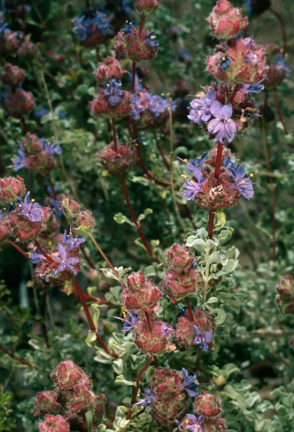 Salvia (Sage) dorrii, Wildhorse Canyon Road, Providence Mountains