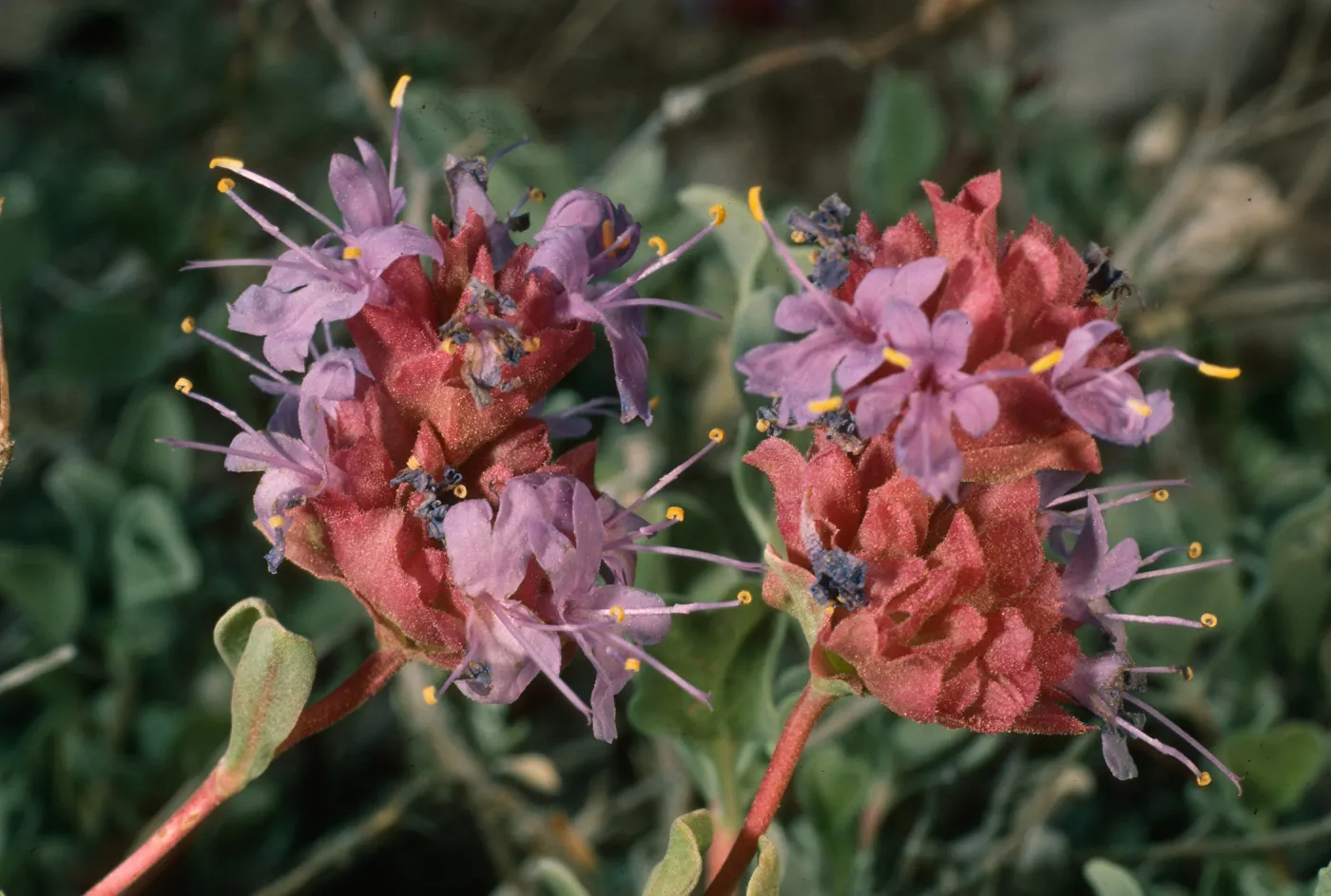 Salvia (sage) dorrii, Schulman Grove, White Mountains