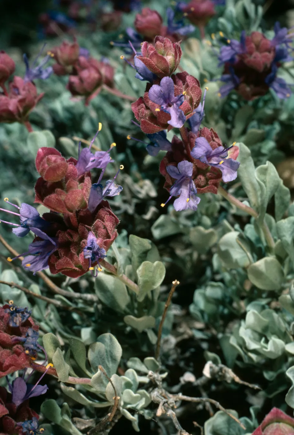 Salvia (Sage) dorrii, Schulman Grove, White Mountains