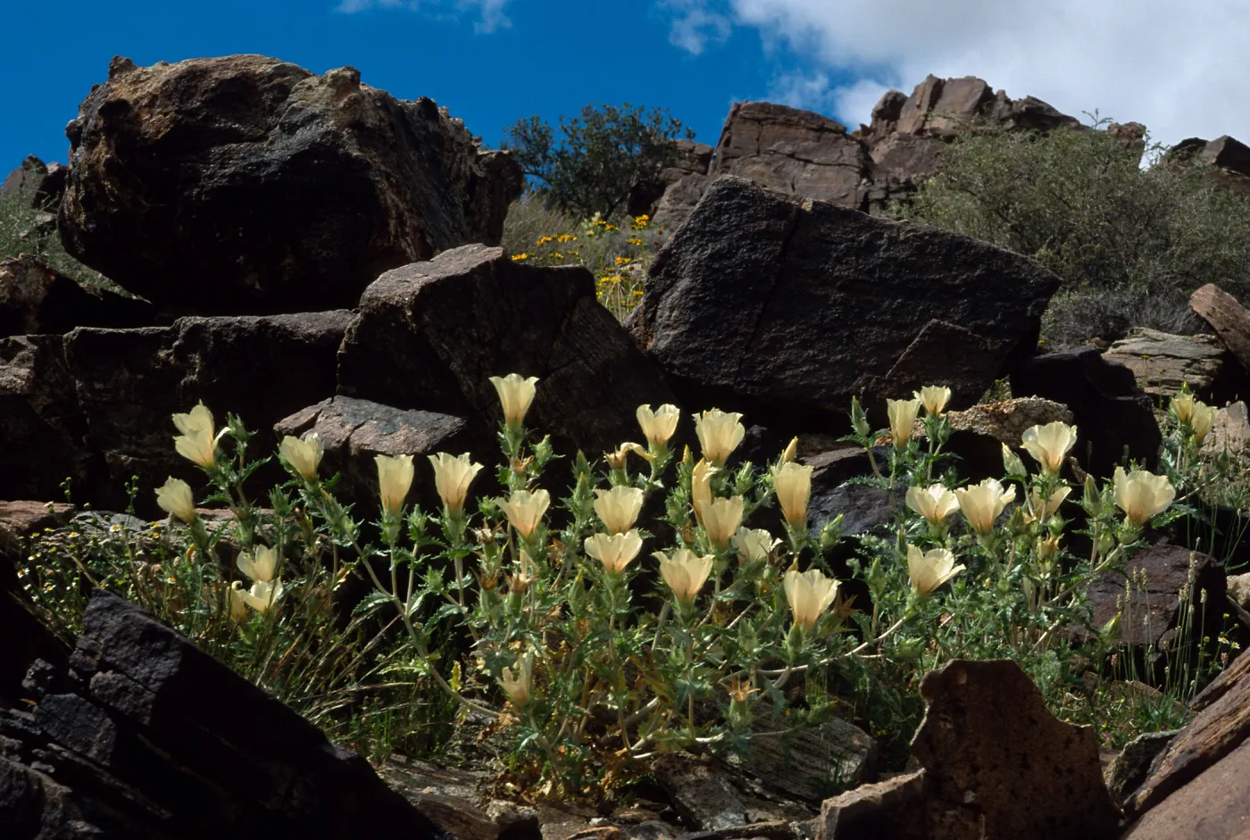 Mentzelia involucrata, North of Pass, Joshua Tree