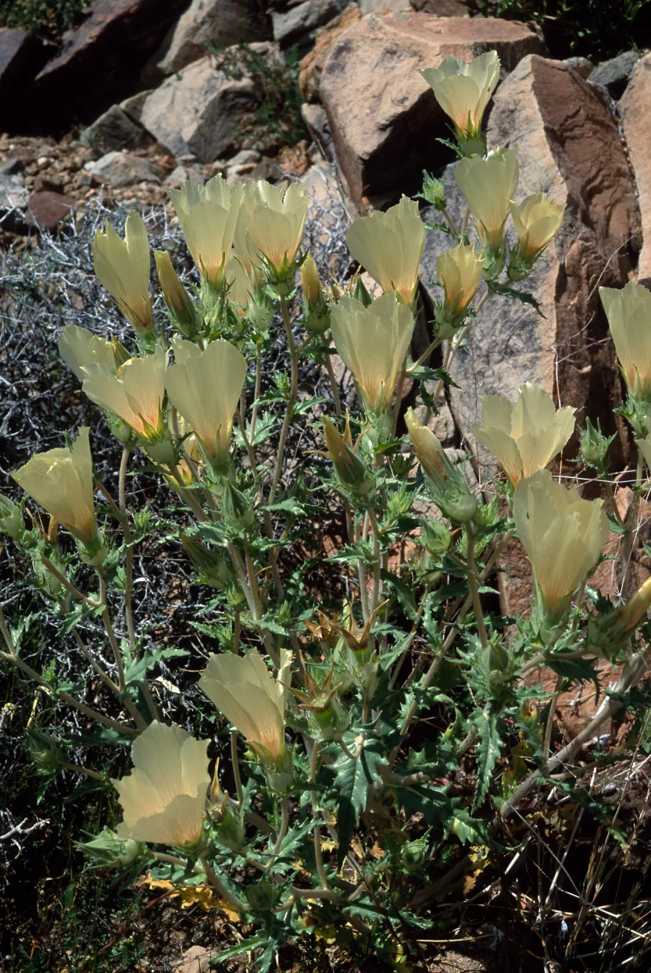Mentzelia involucrata, North of Pass, Joshua Tree