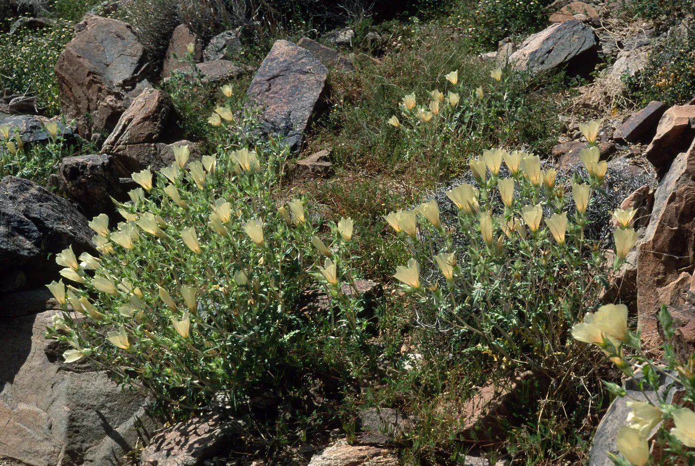 Mentzelia involucrata, North of Pass, Joshua Trees