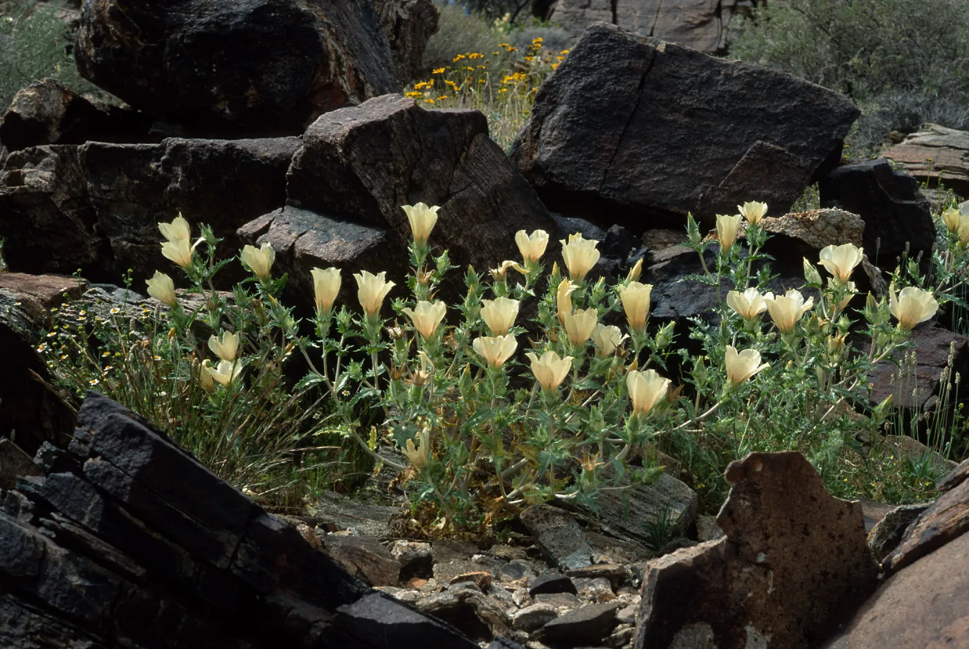 Mentzelia involucrata, North of Pass, Joshua Tree