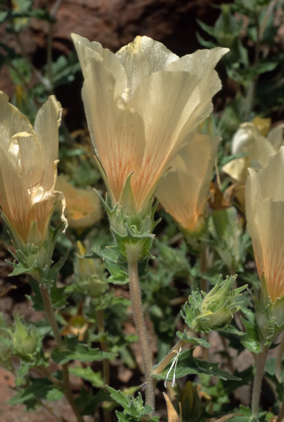 Mentzelia involucrata, North of Pass, Joshua Trees