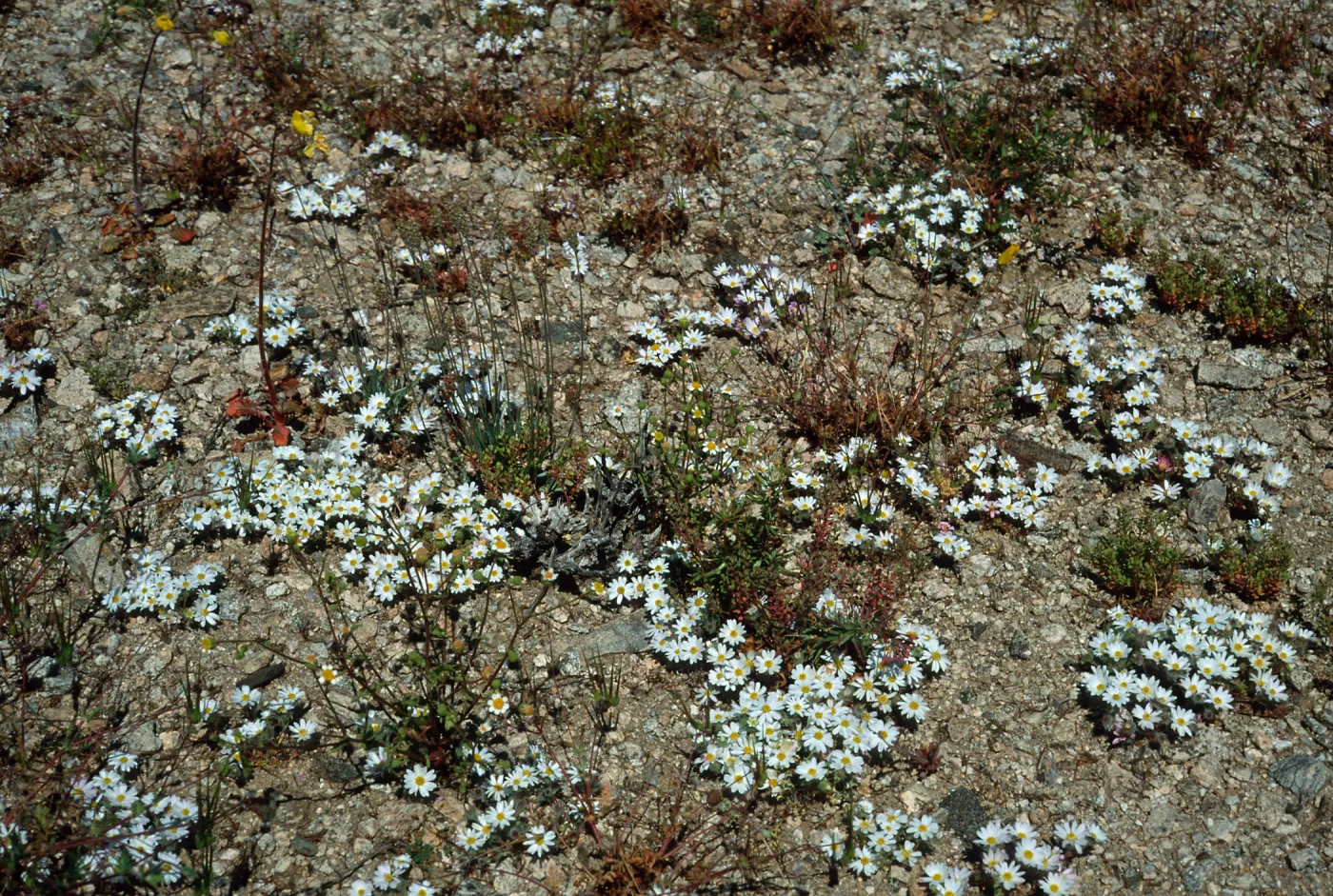 Monoptilon bellioides, North of pass, Joshua Tree