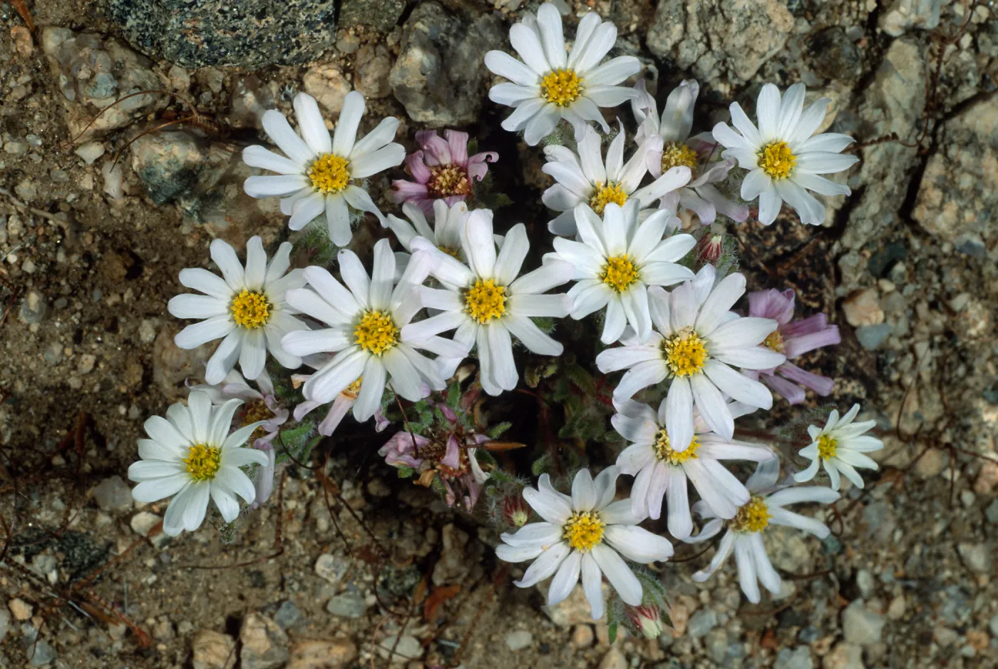 Monoptilon bellioides, north of pass, Joshua Tree