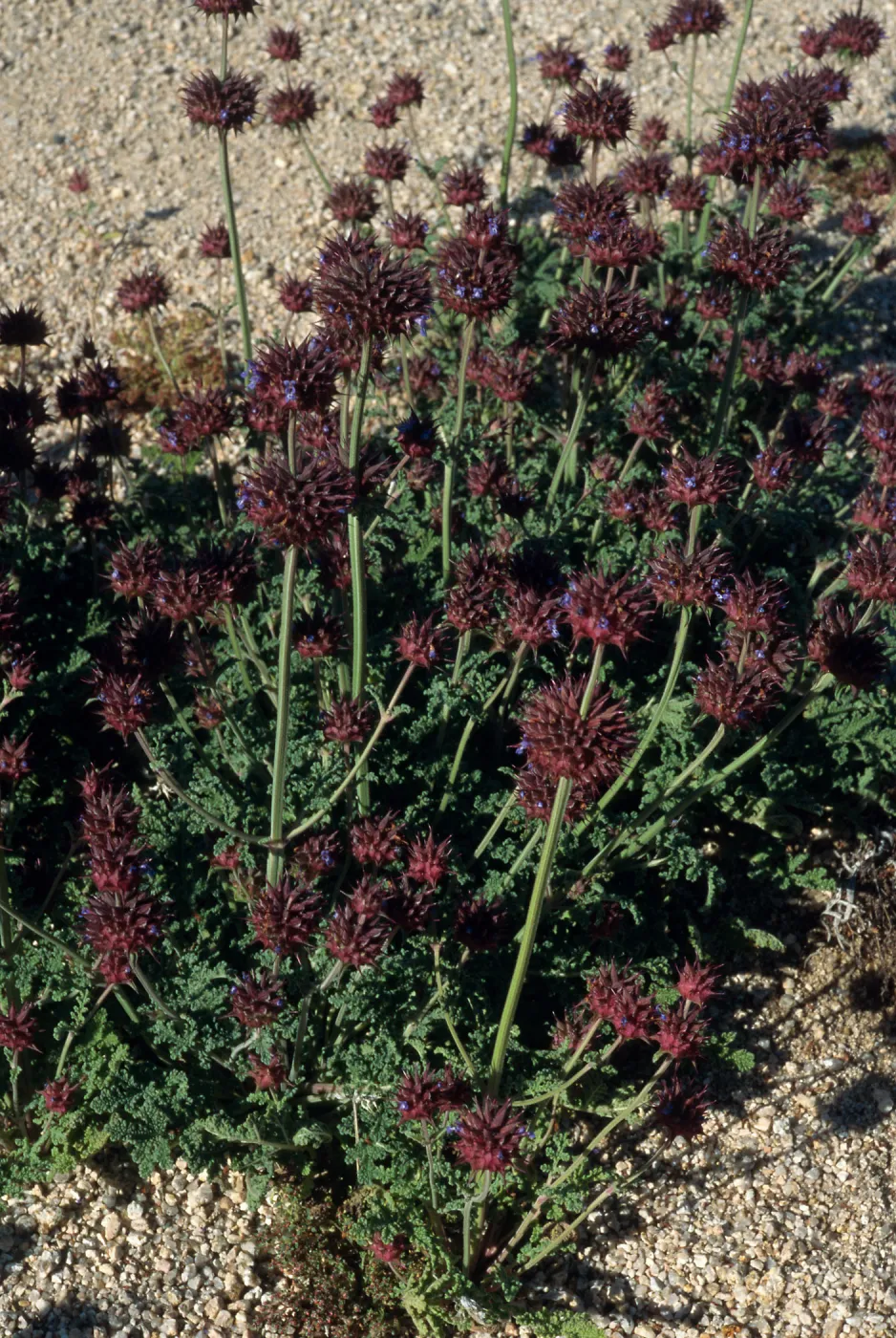 Salvia columbariae (Chia), Pinto Basin, Joshua Tree
