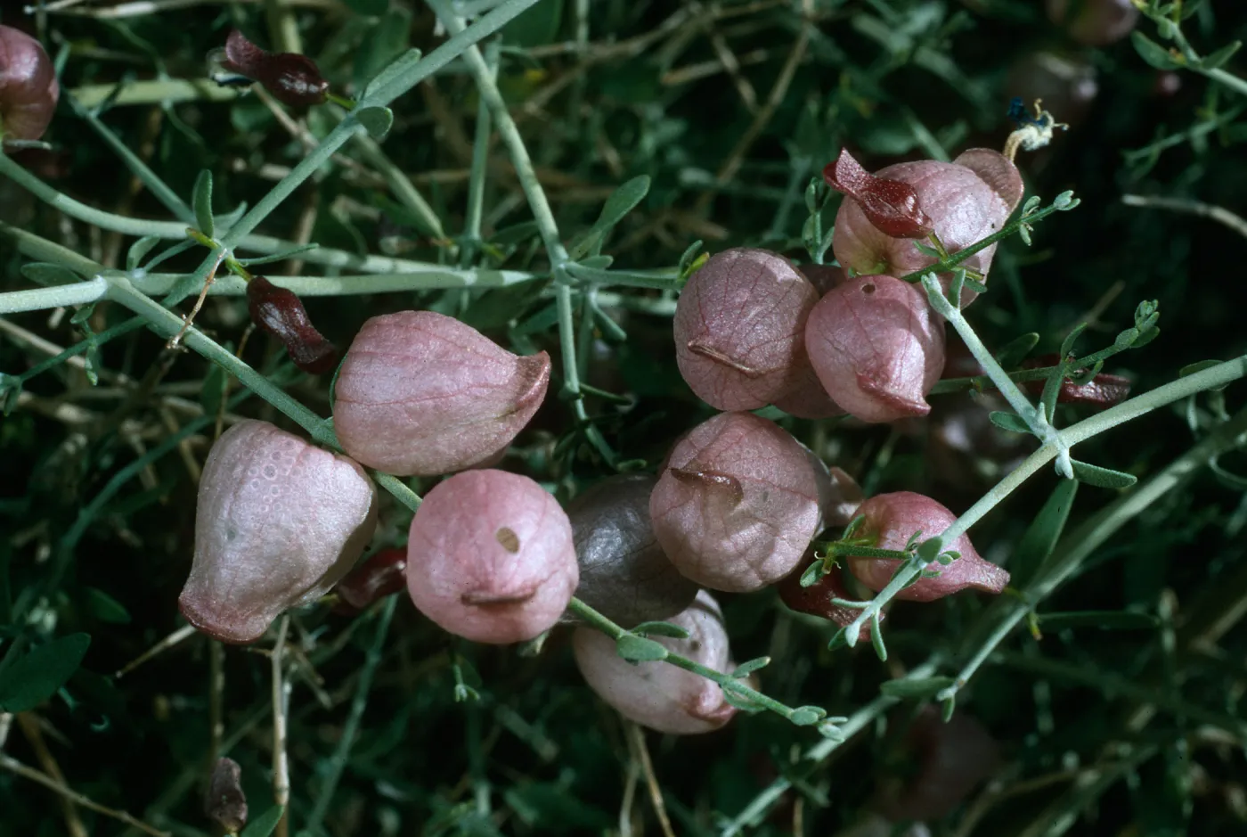 Salazaria mexicana in fruit, Jumbo Rocks, Joshua Tree