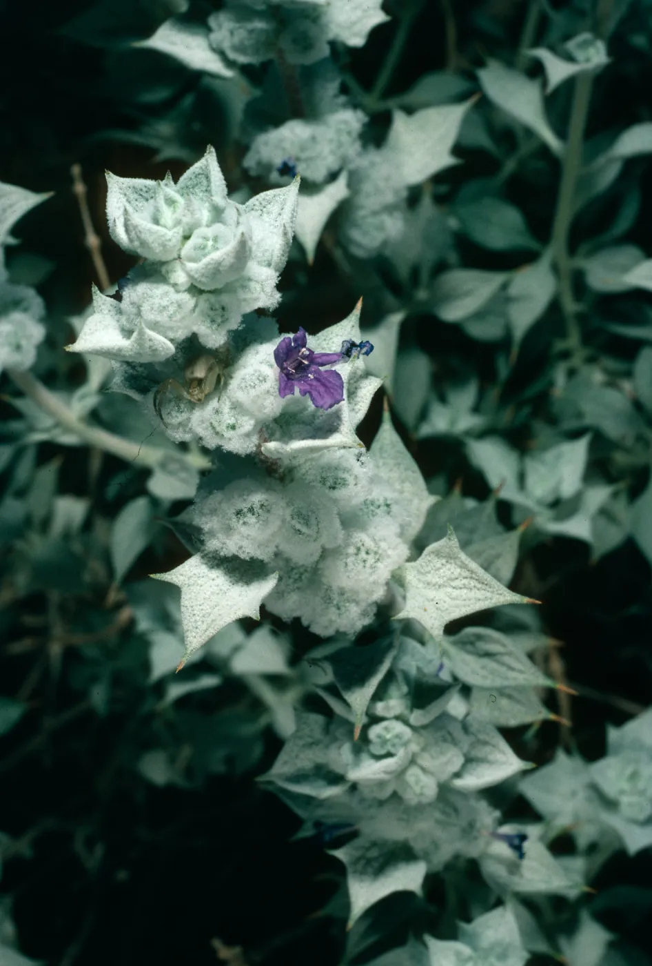 Salvia funerea (Death Valley Sage), Titus Canyon, Death Valley