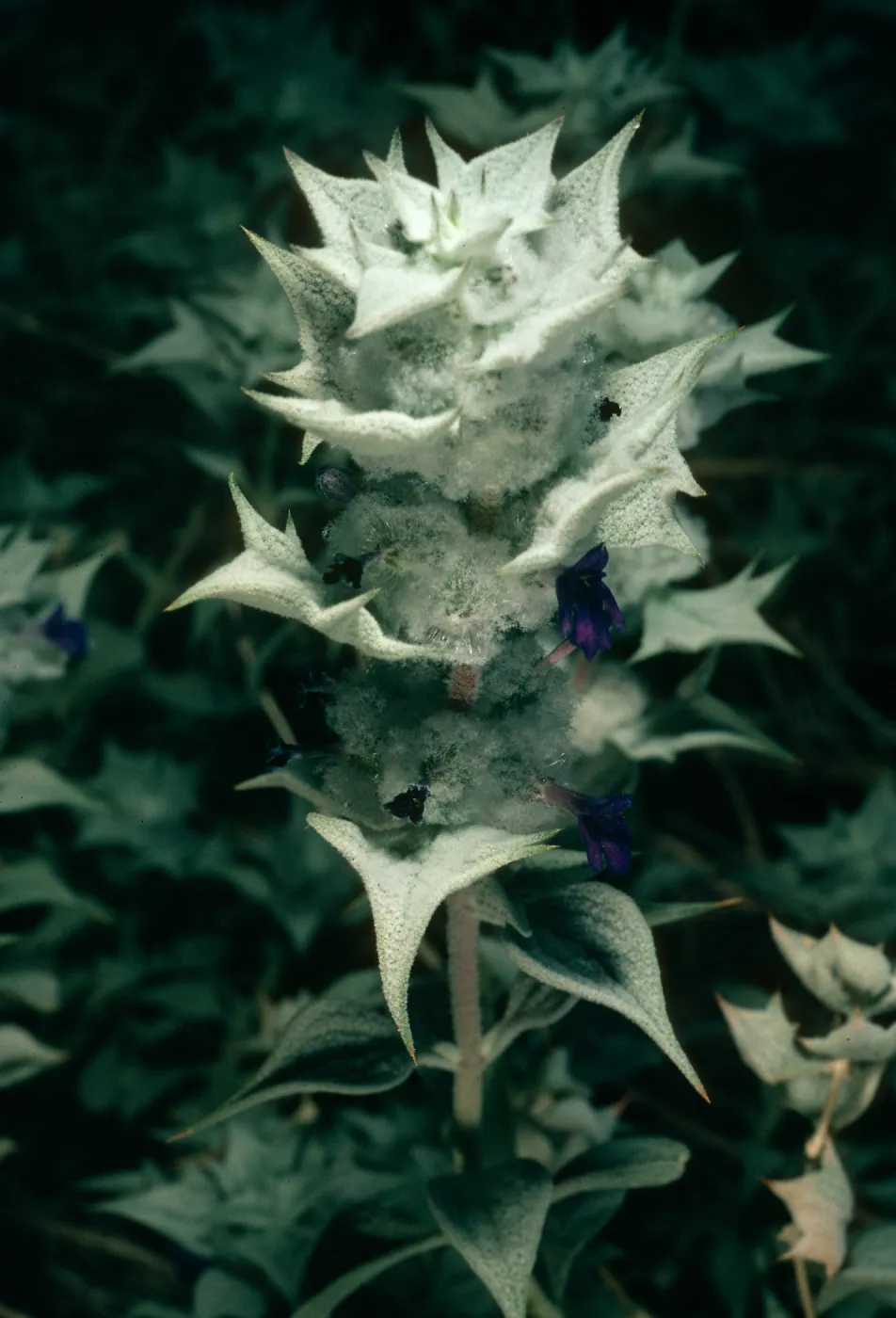 Salvia funerea (Death Valley Sage), Titus Canyon, Death Valley