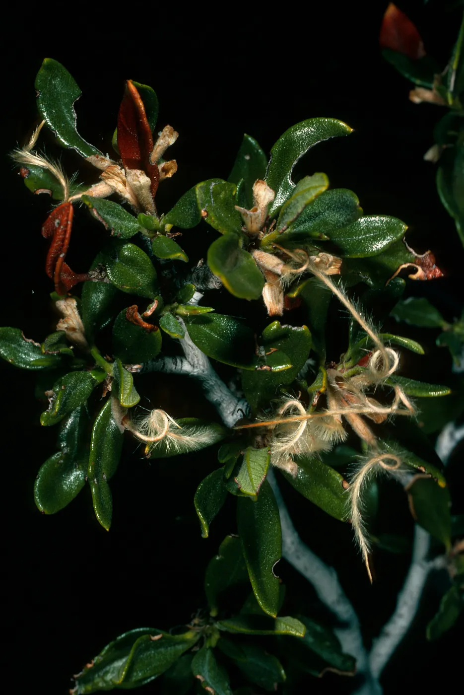Cercocarpus ledifolius, Mahogany Flat, Death Valley