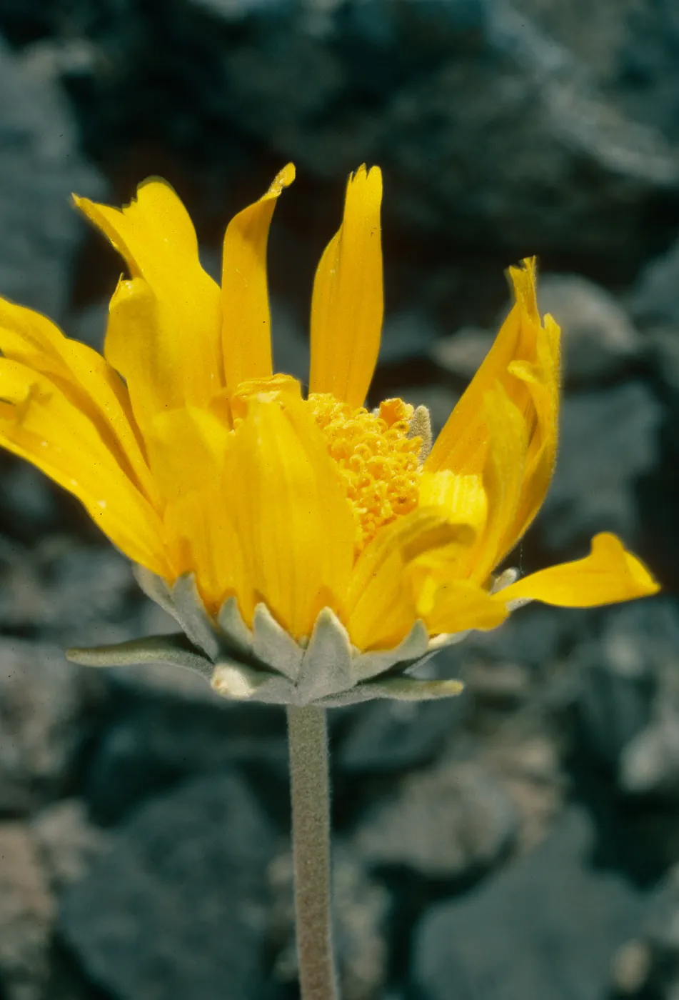 Enceliopsis nudicaulis, SJ-1283, Eureka Valley Road, Death Valley