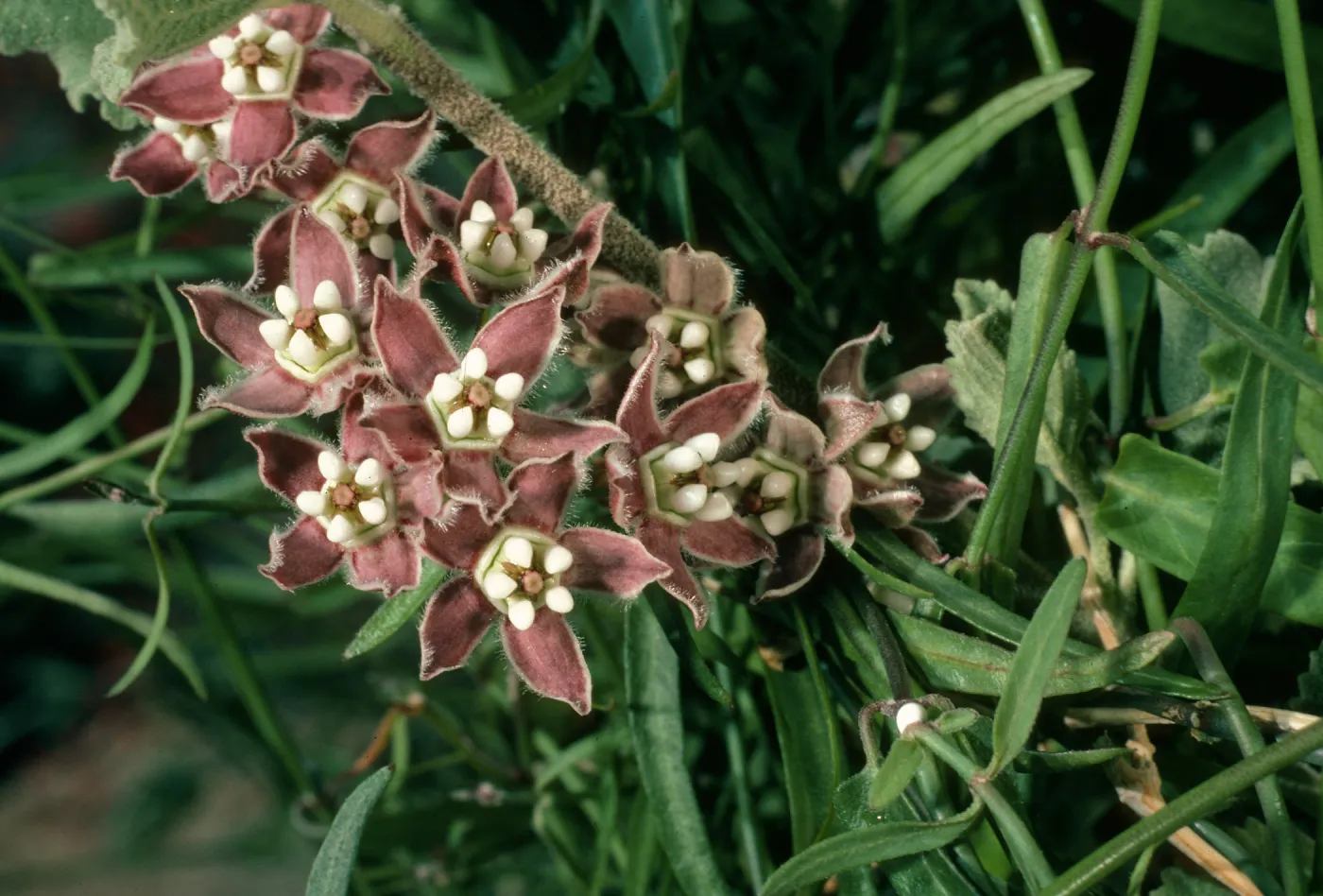 Sarcostemma cynanchoides, Borrego Palm Canyon