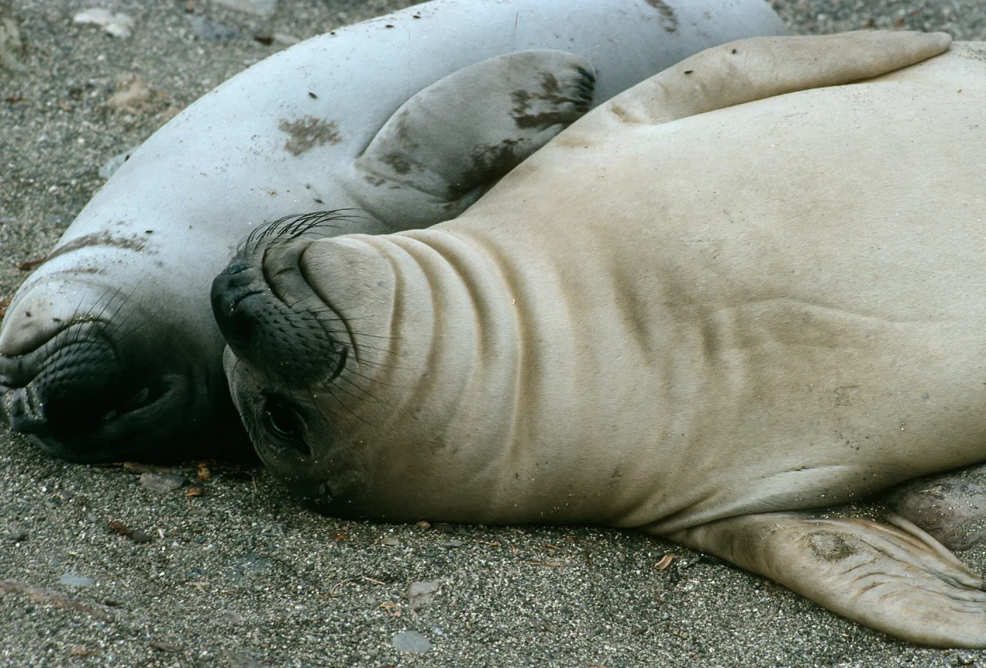 Young elephant seals, San Benito Island