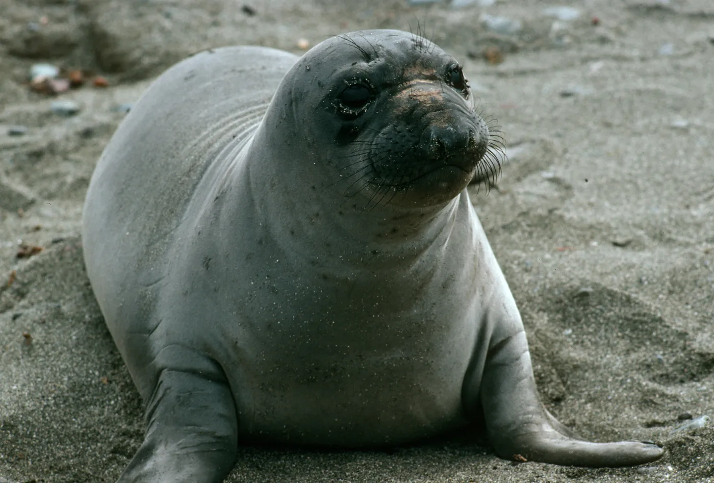 Young elephant seals, San Benito Island