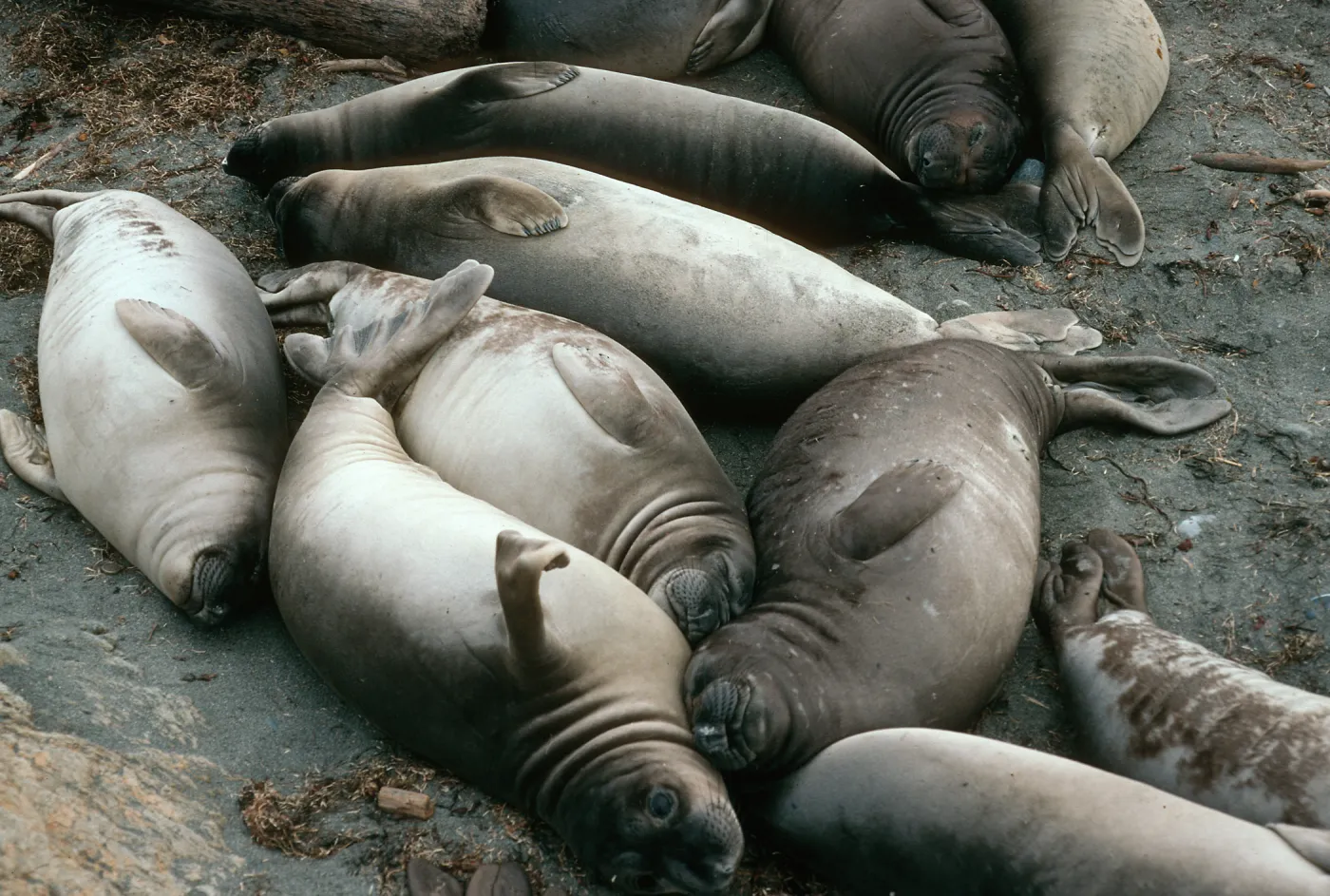 Young Elephant Seals, San Benito Island