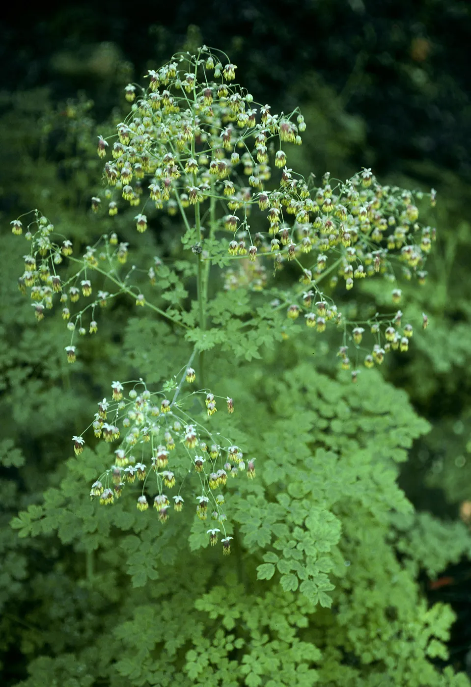 Thalictrum polycarpum, Santa Barbara Botanic Garden