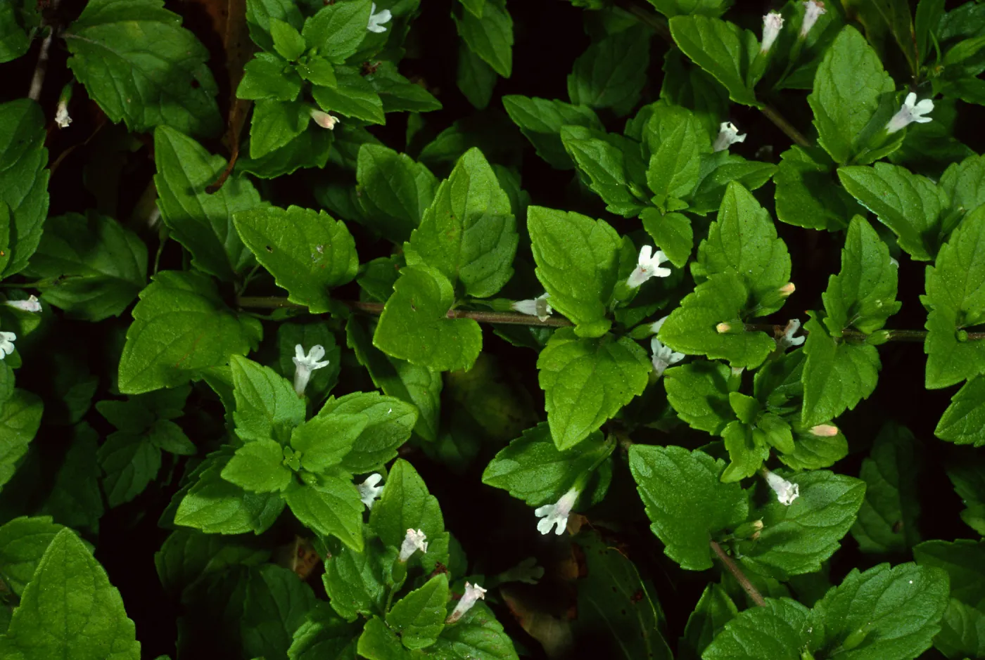 Satureja douglasii, SBBG