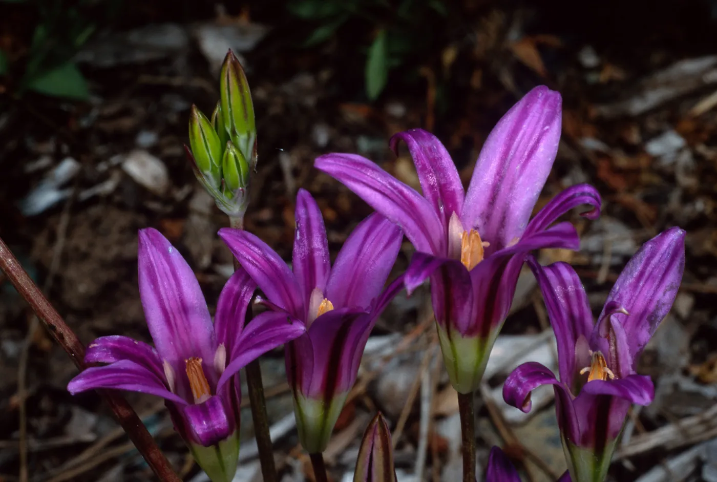 Brodiaea pallida, SBBG, Dudleya Display