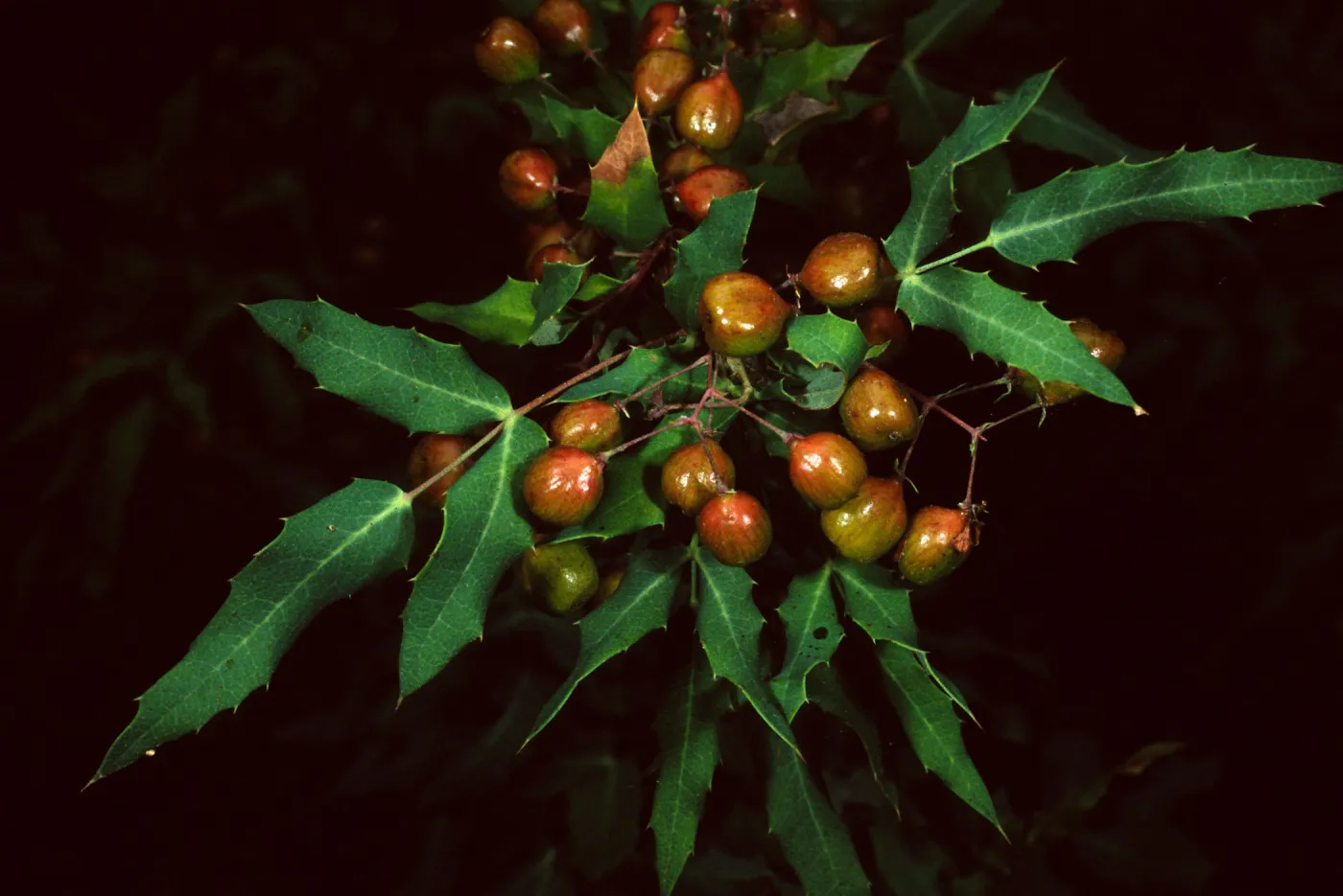 Berberis nevinii, SBBG