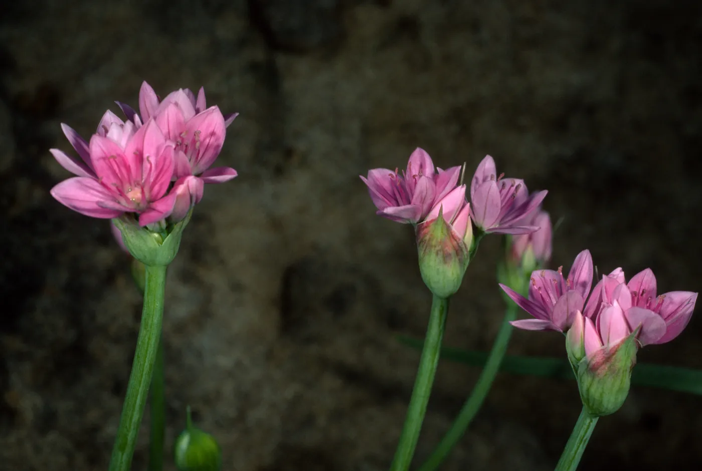 Allium, Santa Barbara Botanic Garden, Campbell Trail