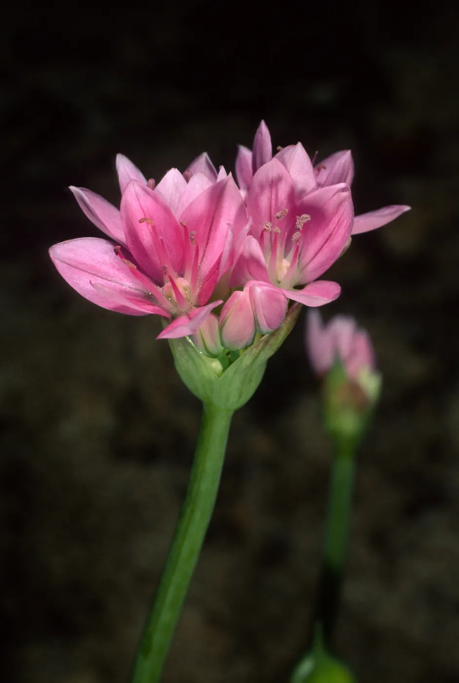 Allium, SBBG, Campbell Trail