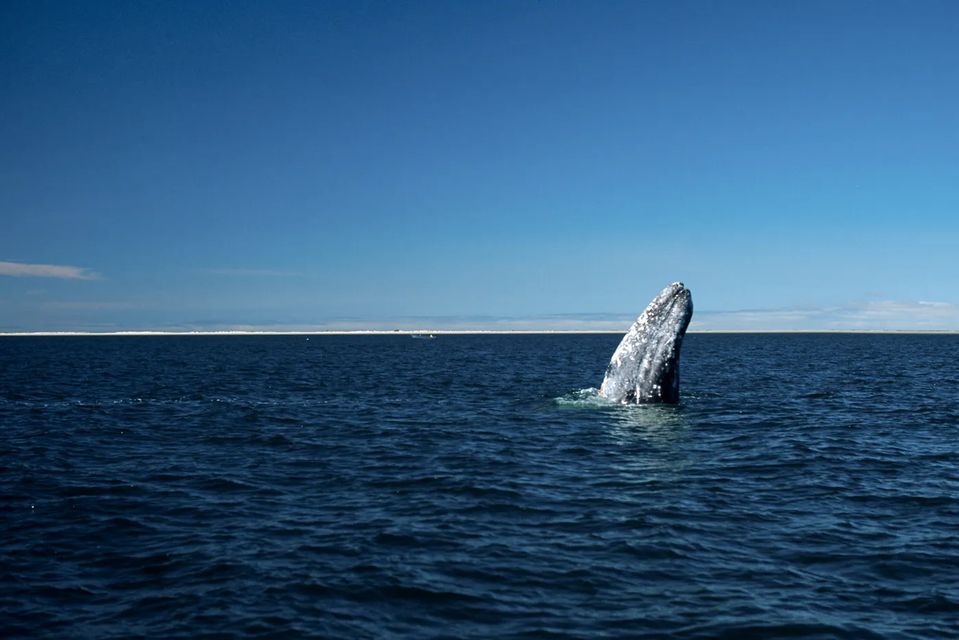 Baja, San Ignacio Lagoon, Grey Whale, “spy-hopping”