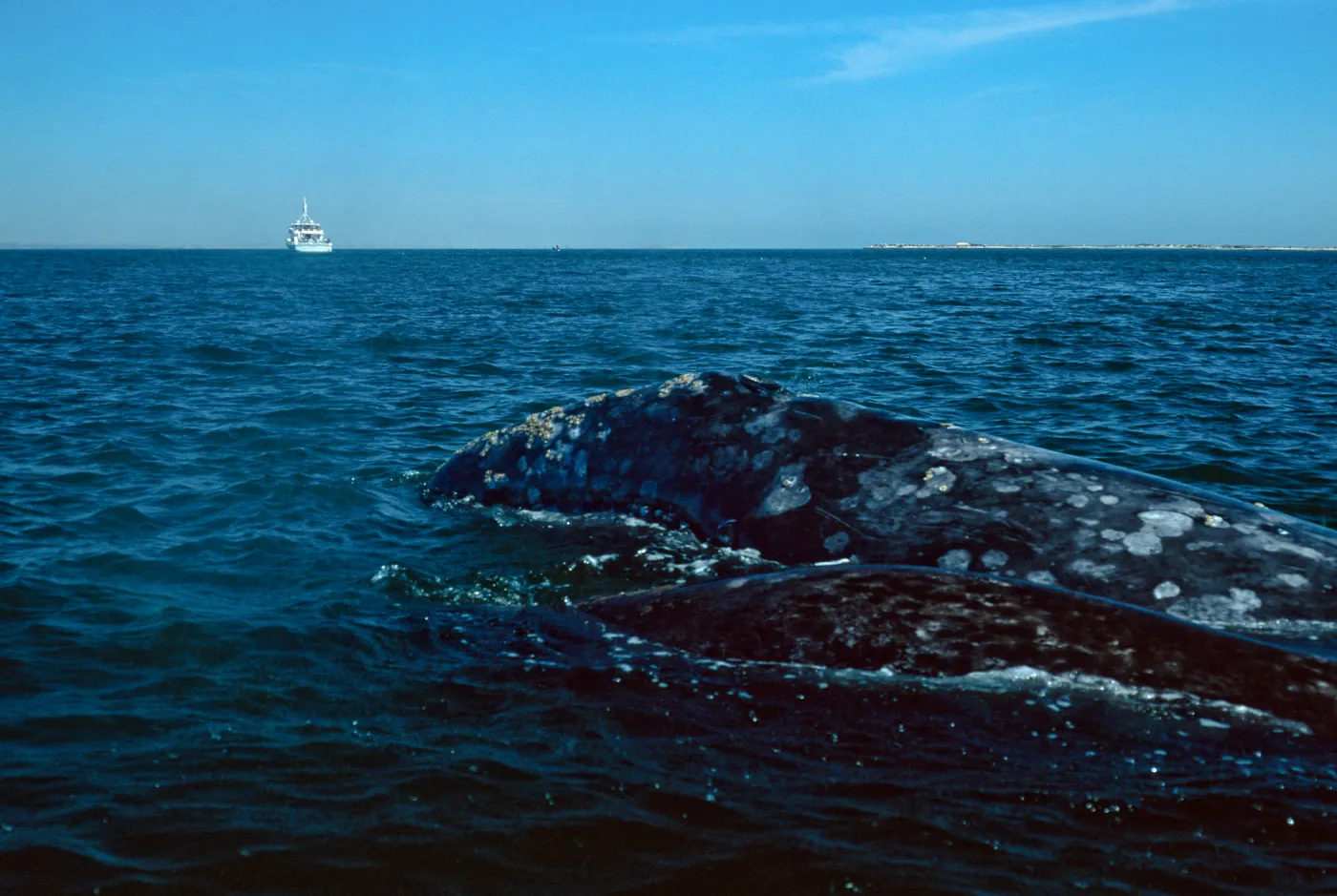 Baja, San Ignacio Lagoon, Grey Whale & calf