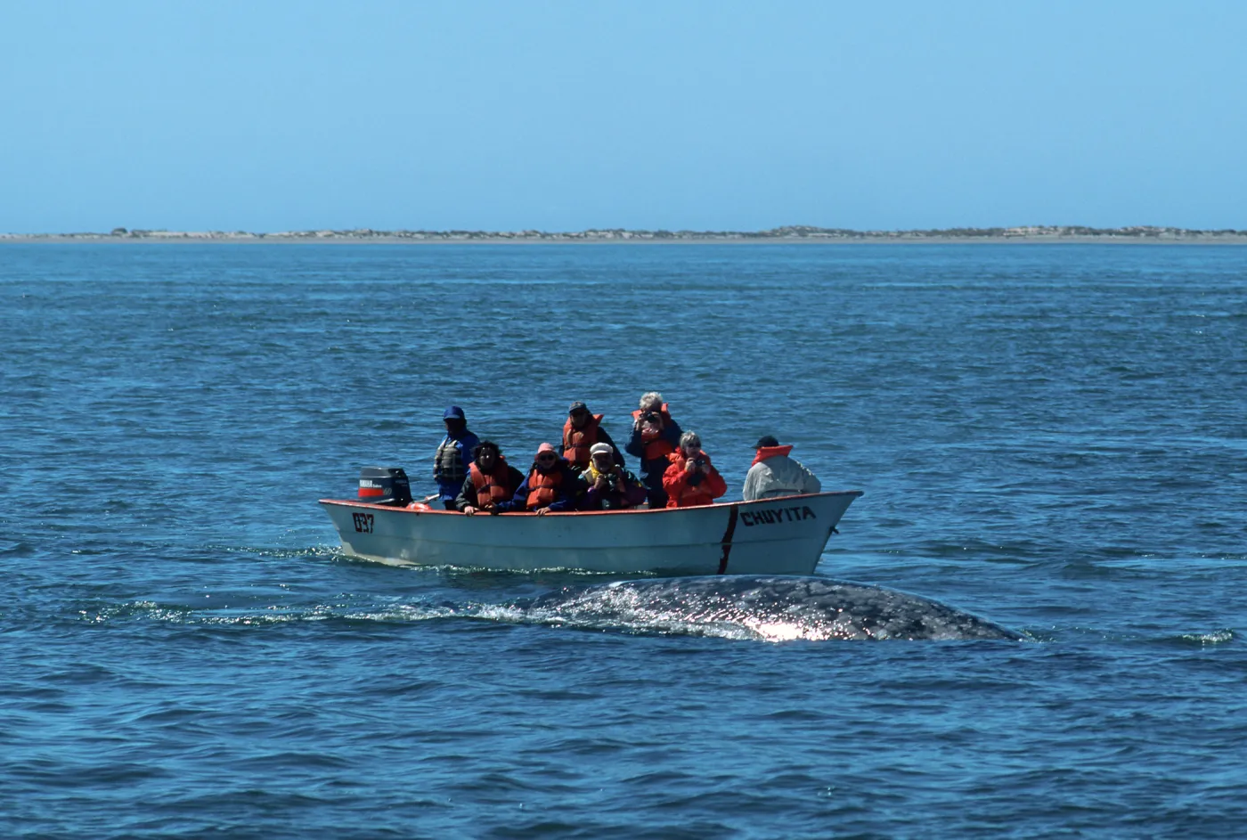 Watching Grey Whales, Baja, San Ignacio Lagoon