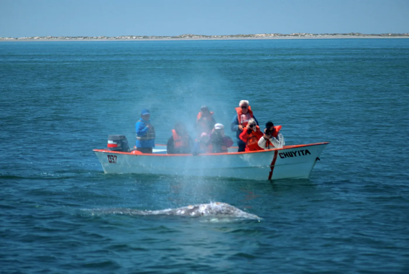 Watching Grey Whales, Baja, San Ignacio Lagoon