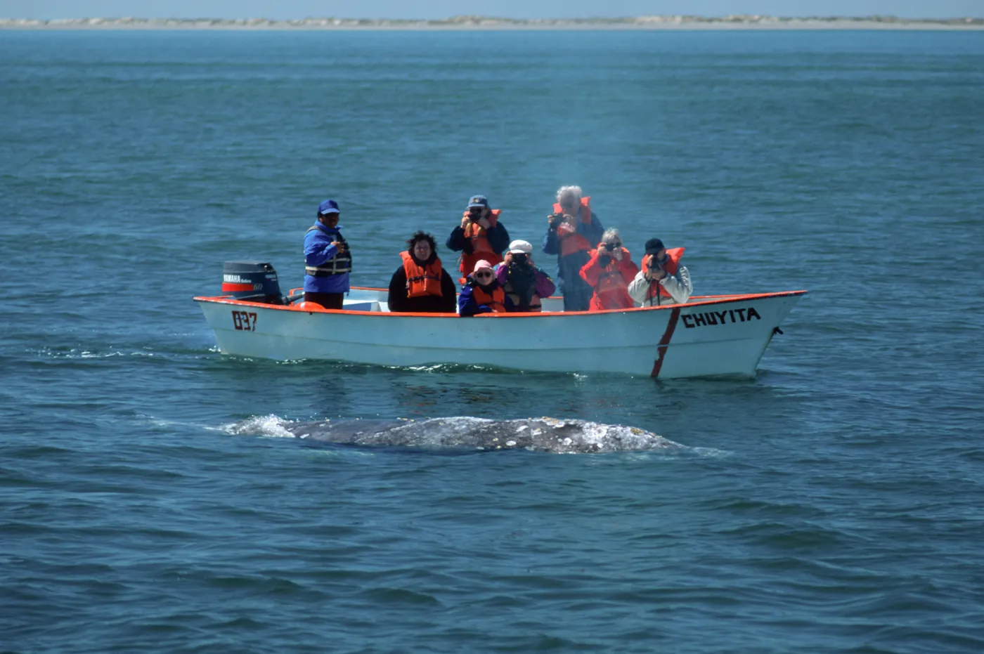 Watching Grey Whales, Baja, San Ignacio Lagoon