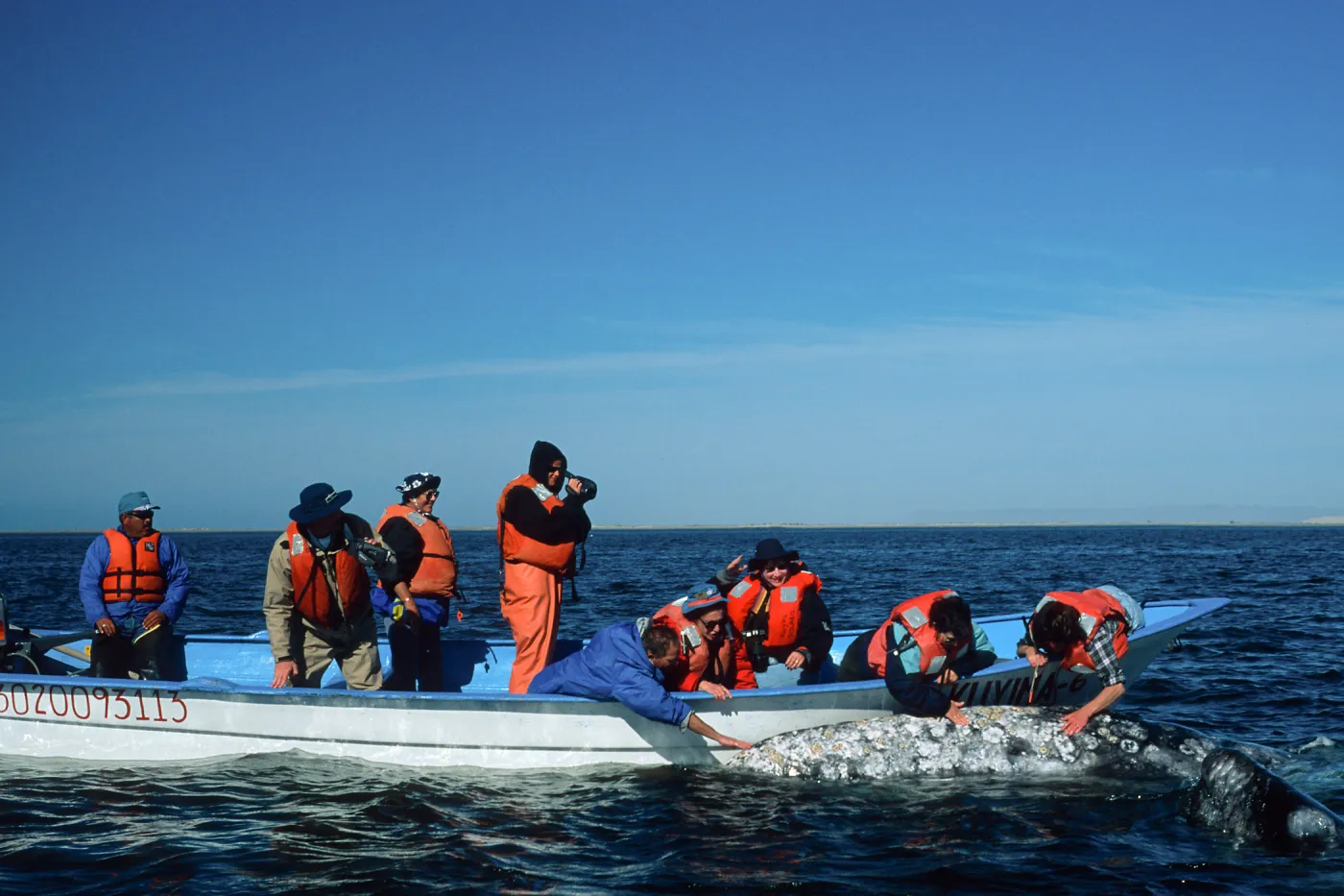 Grey Whale encounter, Baja, San Ignacio Lagoon