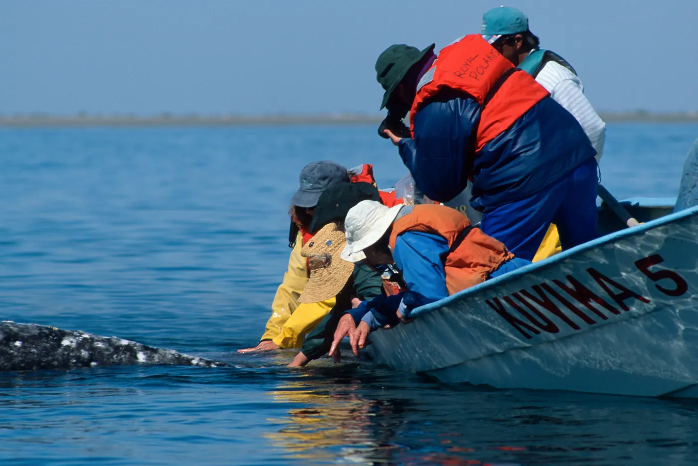 Grey Whale encounter, Baja, San Ignacio Lagoon