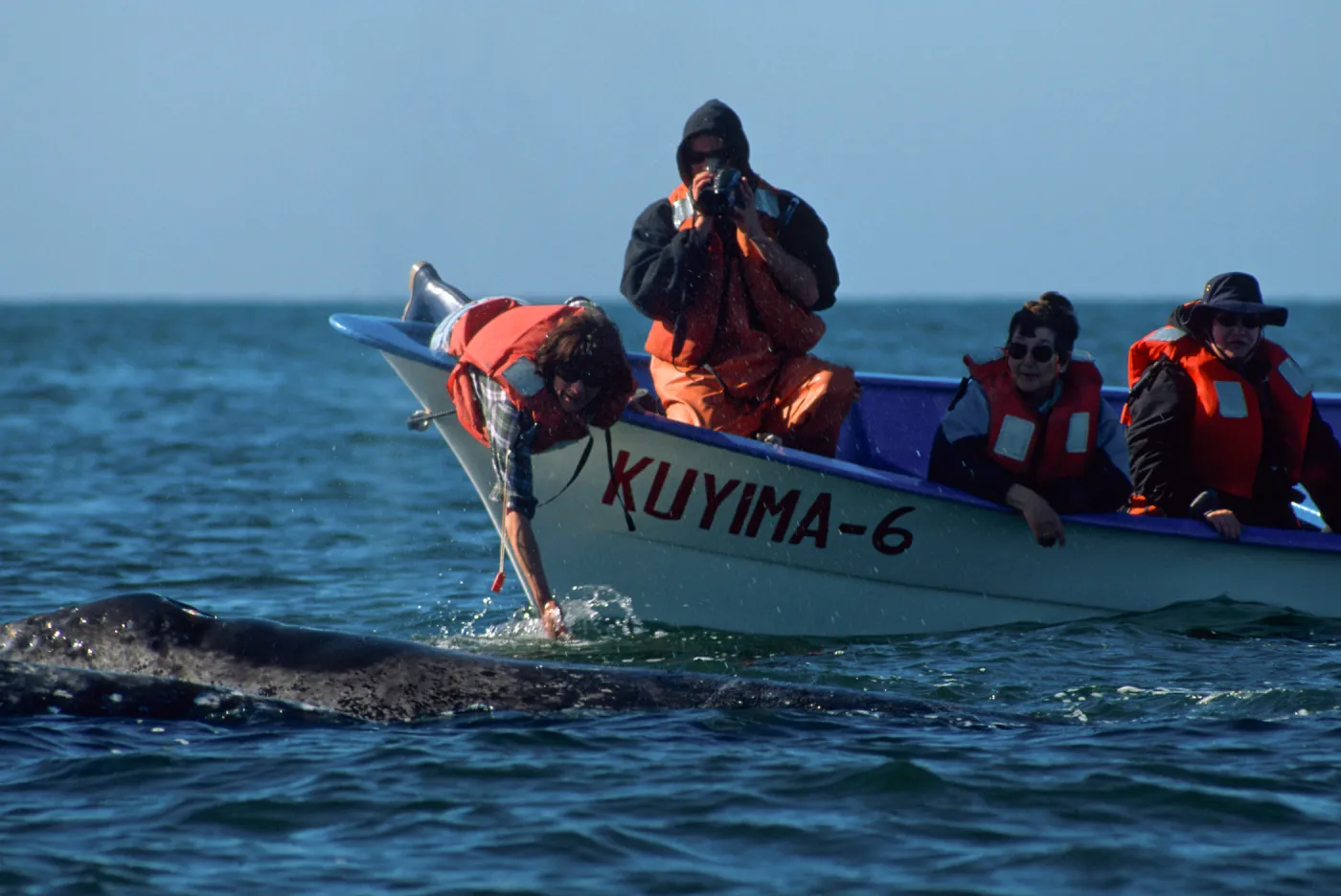 Grey Whale encounter, Baja, San Ignacio Lagoon