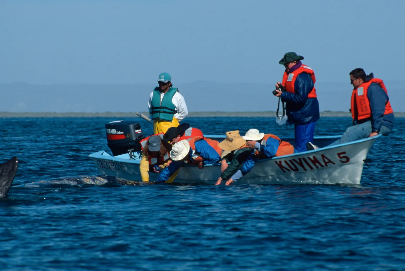 Grey Whale encounter, Baja, San Ignacio Lagoon